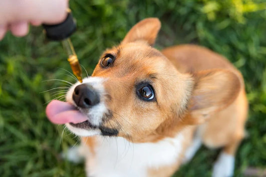L’utilisation du CBD pour les animaux de compagnie